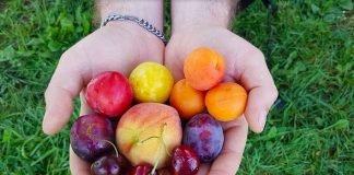 Desinflama tus músculos después de correr de forma natural